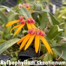 Bulbophyllum skeatianum 벌버필럼 스카티아눔 이미지