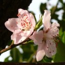 복숭아PC 이미지