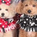 강아지 멋내기 이미지