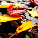 Autumn leaves - Zero-Project 이미지