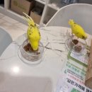 앵무새카페리프패럿삼정타워