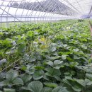 두상농장 이미지