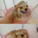 뽀샤시펫살롱