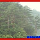 금강송민박 이미지