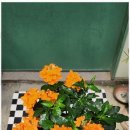 창원꽃집 - 포항시 남구 해병로347번길 11 | 창원꽃집