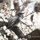 덕수궁의 봄, 율곡매, 벚꽃 만발한 제주 外 - 오늘의 포토소식 이미지