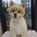 동그란 멍멍이 이미지