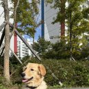 뽀삐애견 이미지