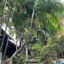 Boracay #2 숙소이야기 (더린드, 더헨리, 크림슨)