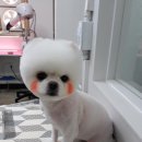 마주봄 애견미용실 이미지