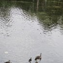 기세곡천 이미지