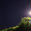살랑더테일 이미지
