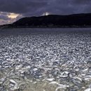 “이런 광경 처음”…물고기 사체 1000t 떠밀려온 일본 상황 이미지