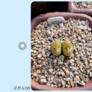 원칼라 이미지