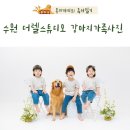수원 강아지가족사진 더렐스튜디오 후기 아기와 골든리트리버 가족사진