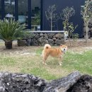 심플토산 이미지