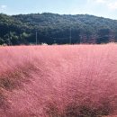 주례역동원베네스트2차.부산어린이대공원둘레.백양산(부분무).기장광산마을팜파스핑크뮬리.이기대둘레길.범천동만리산&amp;수정산둘레. 이미지