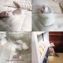 강남고양이분양스타돌스 | [서울 강남 압구정]고양이 분양샵 스타돌스 에서 분양했어요♡(1년 뒤 후기)