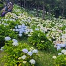 울산 수국축제 이미지