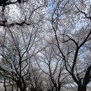 상주시생활체육공원 | 상주 북천 공원 벚꽃 나들이 (2026. 4. 4 토)