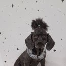 눈이부시개PET | 주안애견미용 미디엄푸들 미용 만족스러웠던 눈이부시개 후기