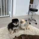 경산유치원 | 대구경산 애견유치원 펫츠가든 등원 후기