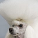 블루도그클럽 이미지