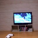 고양이의 하루 이미지