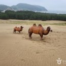 이국적인 국내 명소 소개 이미지