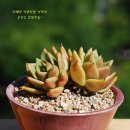 신상인농장 이미지