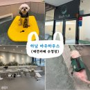 바우하우스 | [하남미사] 단독 실내 수영장 애견카페 &#34;바우하우스&#34; 방문후기🐶
