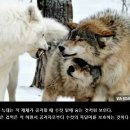 늑대PC방 이미지