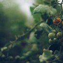 광이농장 이미지