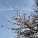 동네쉼터 | 안산자락길부터 연희숲속쉼터까지 벚꽃 산책 기록 feat.엑슬림H15