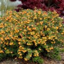 【매자나무】 〈삼동나무 Barberry shrub 〉 Berberis koreana Palib, 1899 이미지