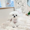 부띠끄멍 이미지