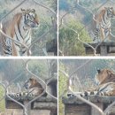 11650-1-10-679 | [경북 봉화군] "국립백두대간수목원", 어흥! 호랑이와 사진찍기 가능! 호랑이숲 트램 후기 🐯