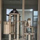 베리캣 | 마스코티안 캣타워 장기사용후기