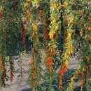 맹씨네 농장 이미지