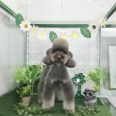 메르시도꾸 | 베들컷에 도전한 몽구🌹