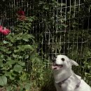 앤스테이 | 9호선 직장인 원룸 임장일지③ 선유도역 펫앤스테이 솔직후기