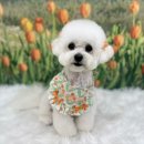 코지그루밍 이미지