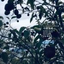 영암산야초