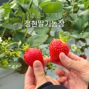영근농장 | 경기도 양평 딸기체험 정현딸기농장