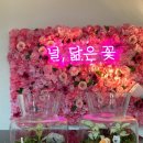 널;닮은꽃 이미지