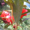 상순농장 이미지