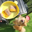 HEAVEN DOG 이미지