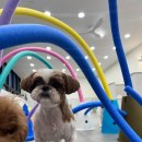 대구애견 이미지