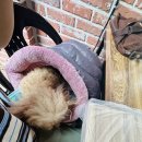 오대산휴게소 | 강릉 오대산 능이 백숙 맛집 추천 송천 휴게소 식당 몸보신 제대로 하고 옴 애견 동반 식당