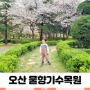 물향기 유치원 | 아이랑 오산 물향기수목원 벚꽃 봄 나들이 입장료 다자녀 할인